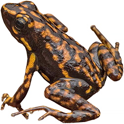 Darwin Wallace Frog